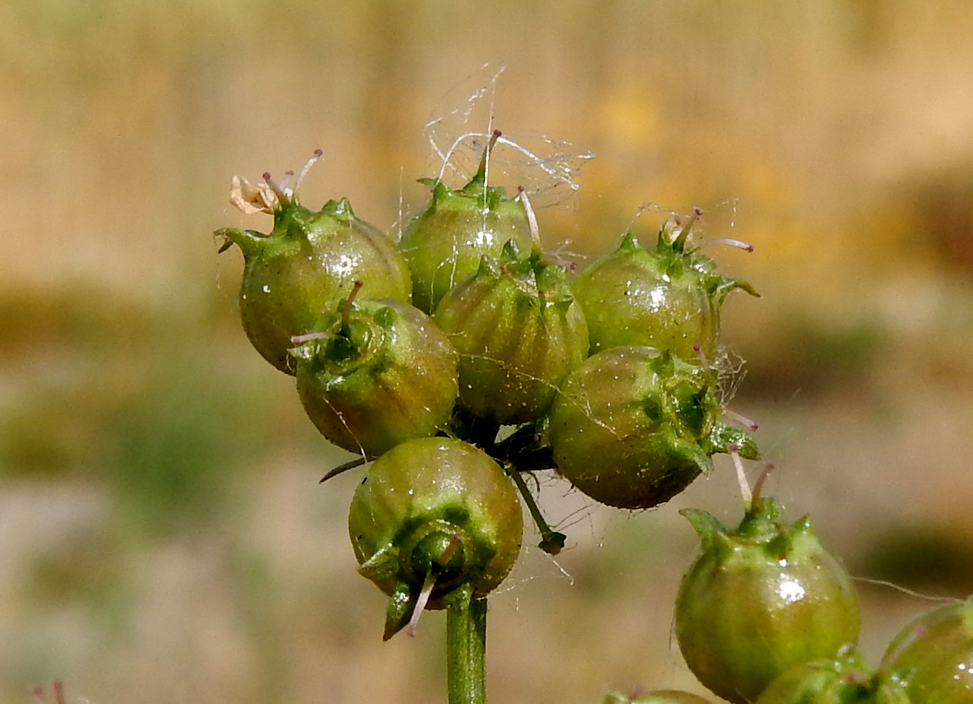 Coriandrum sativum (door Peter Meininger)