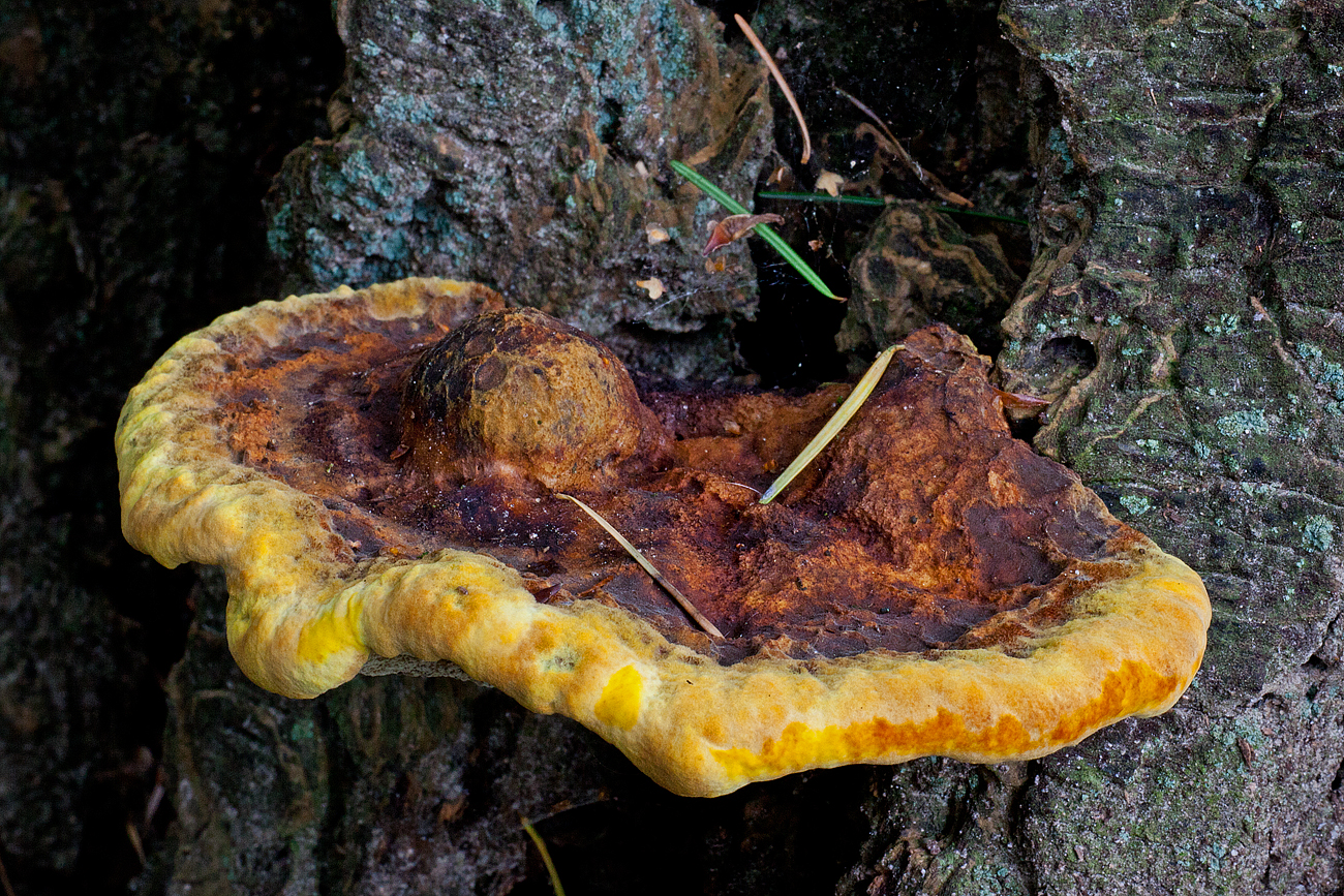 Osmoporus odoratus (door John Breugelmans)