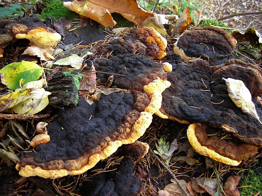 Osmoporus odoratus (door Aldert Gutter)