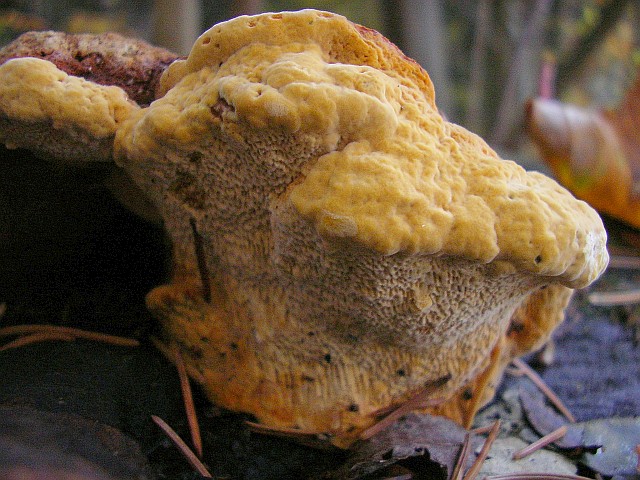 Osmoporus odoratus (door Aldert Gutter)