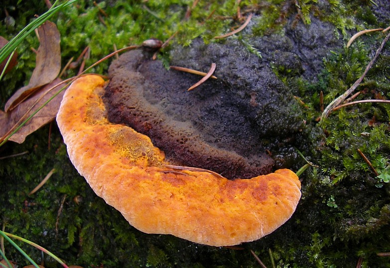 Osmoporus odoratus (door Aldert Gutter)