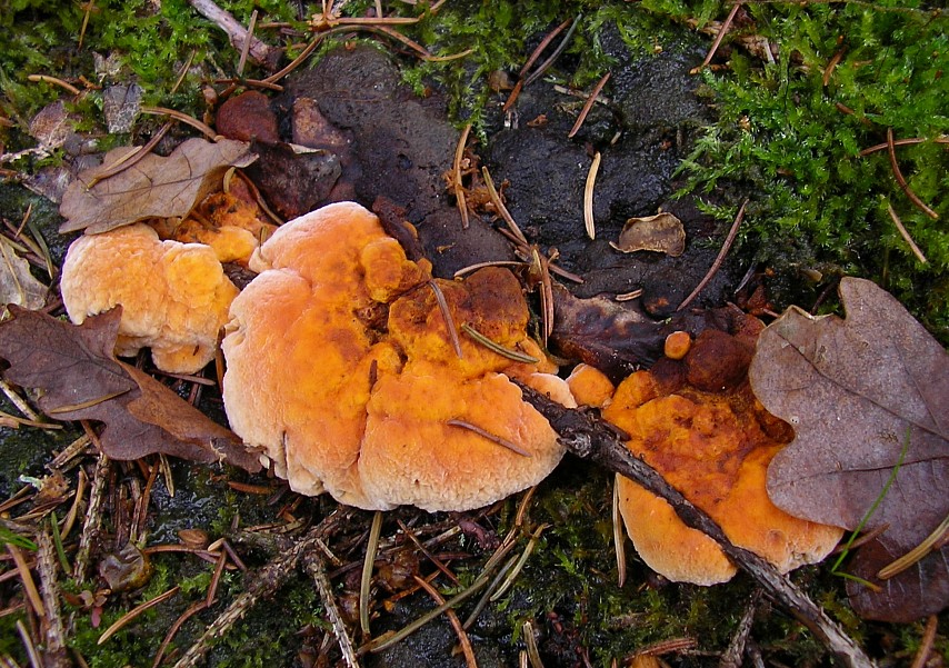 Osmoporus odoratus (door Aldert Gutter)