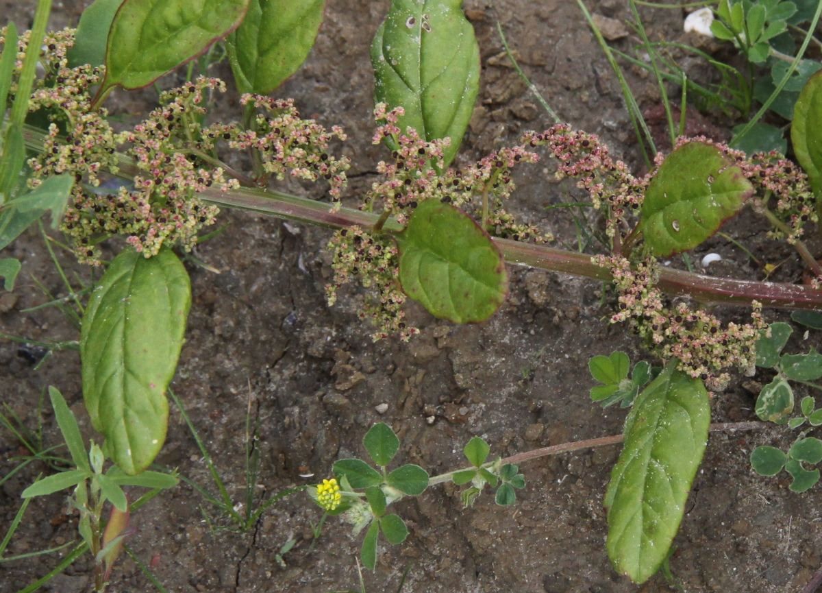 Lipandra polysperma (door Peter Meininger)