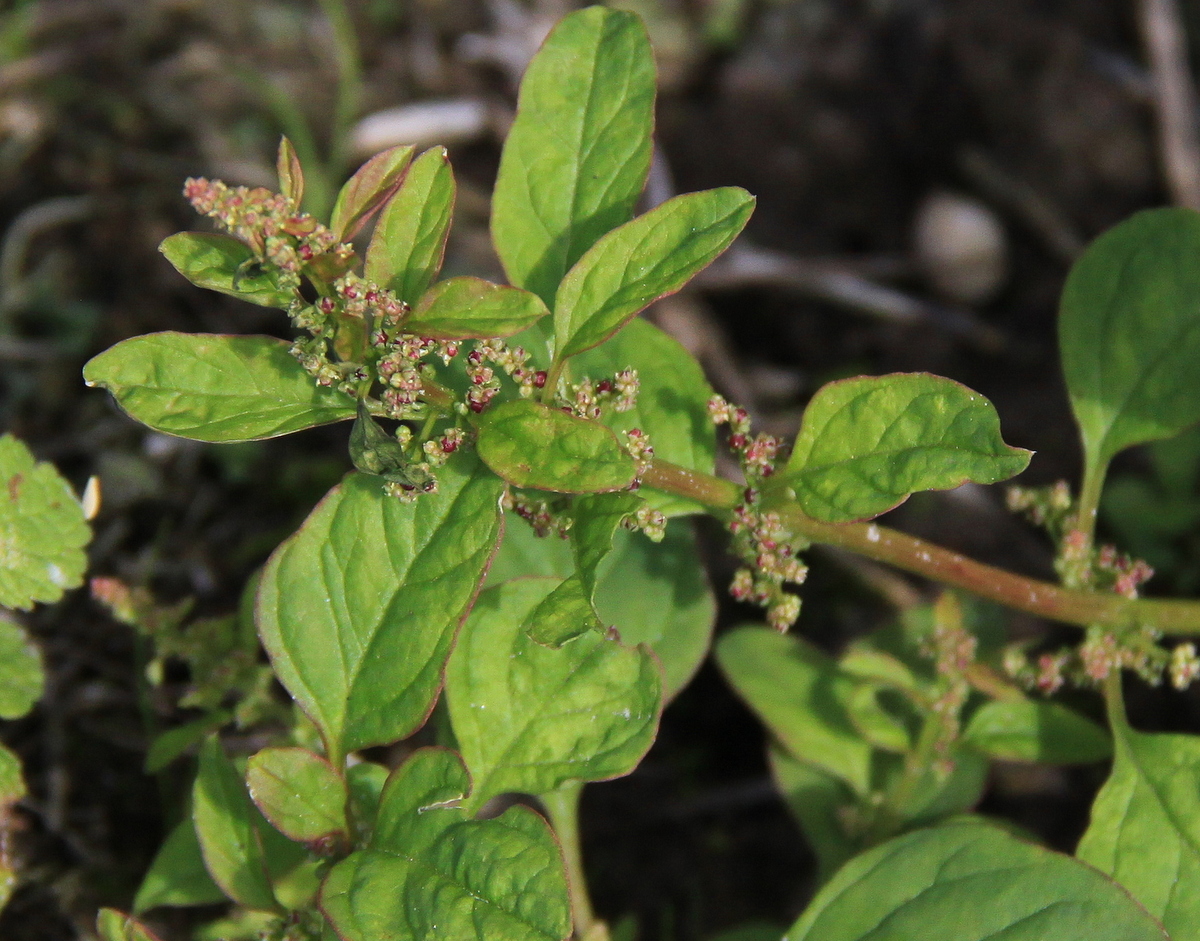 Lipandra polysperma (door Peter Meininger)