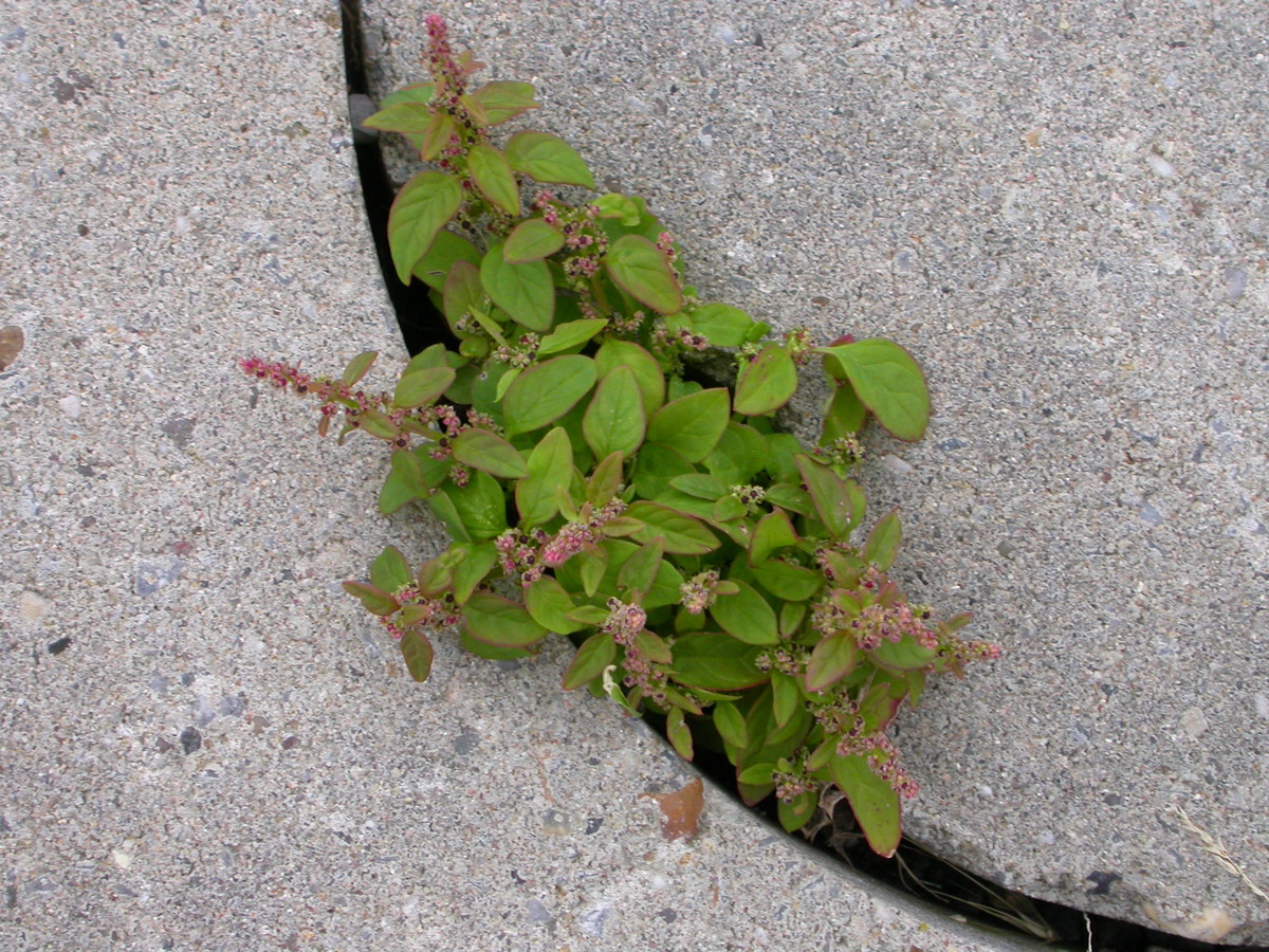 Lipandra polysperma (door Peter Meininger)