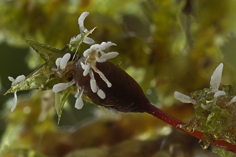 Typhula pusilla (door Gerben Winkel)