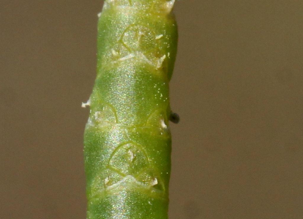 Salicornia europaea subsp. europaea (door Peter Meininger)