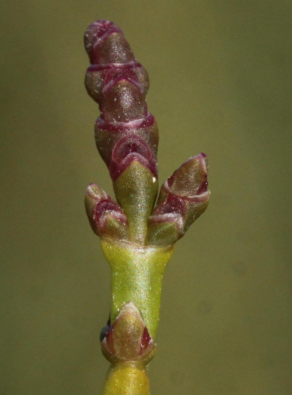 Salicornia europaea subsp. europaea (door Peter Meininger)