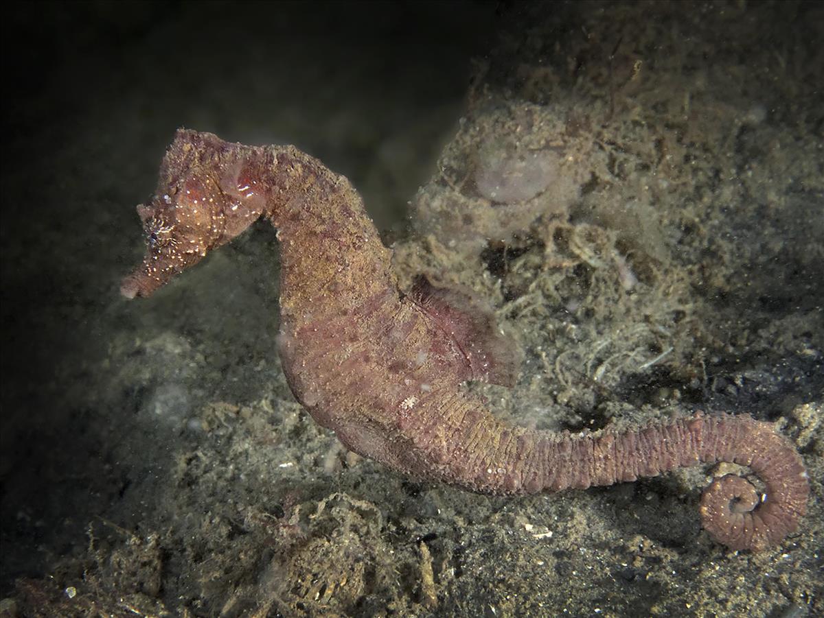 Hippocampus hippocampus (door Marion Haarsma)