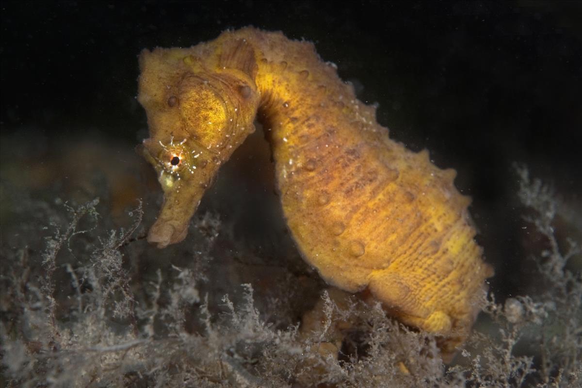 Hippocampus hippocampus (door Marion Haarsma)