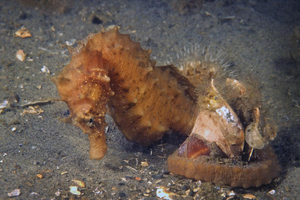 Hippocampus hippocampus (door Marion Haarsma)