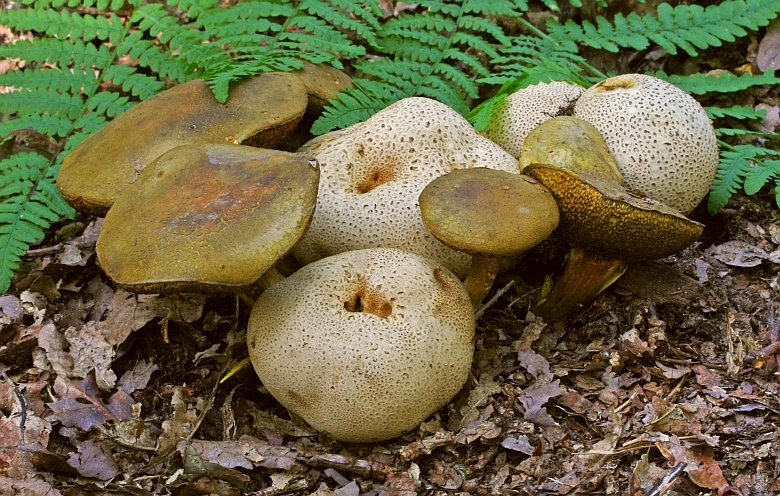 Pseudoboletus parasiticus (door Will van den Brand)