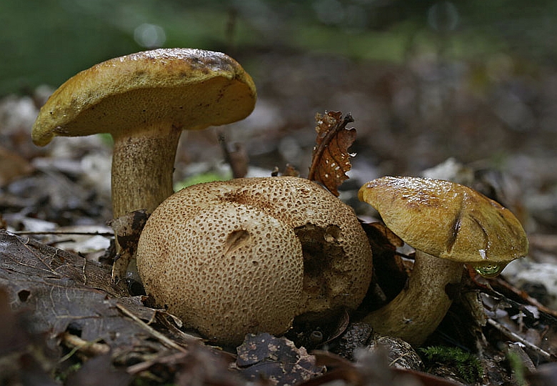 Pseudoboletus parasiticus (door Gerben Winkel)