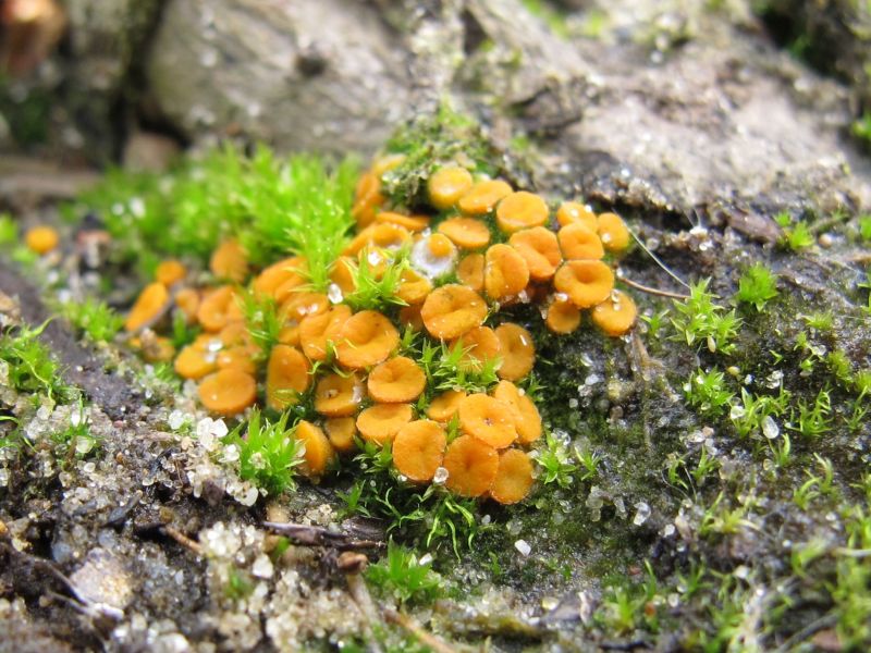 Kotlabaea deformis (door Marian Jagers)