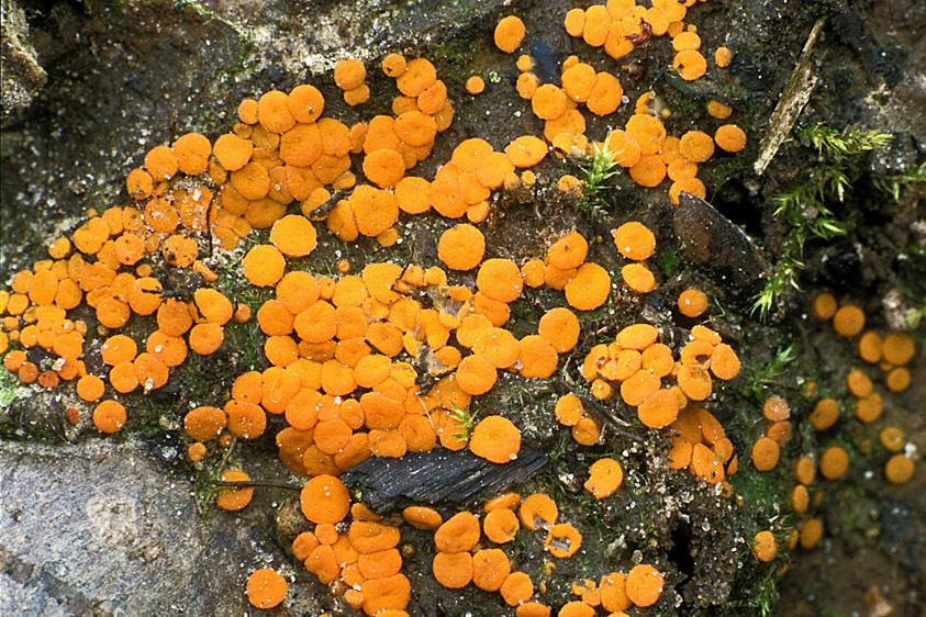 Kotlabaea deformis (door Henk Huijser)