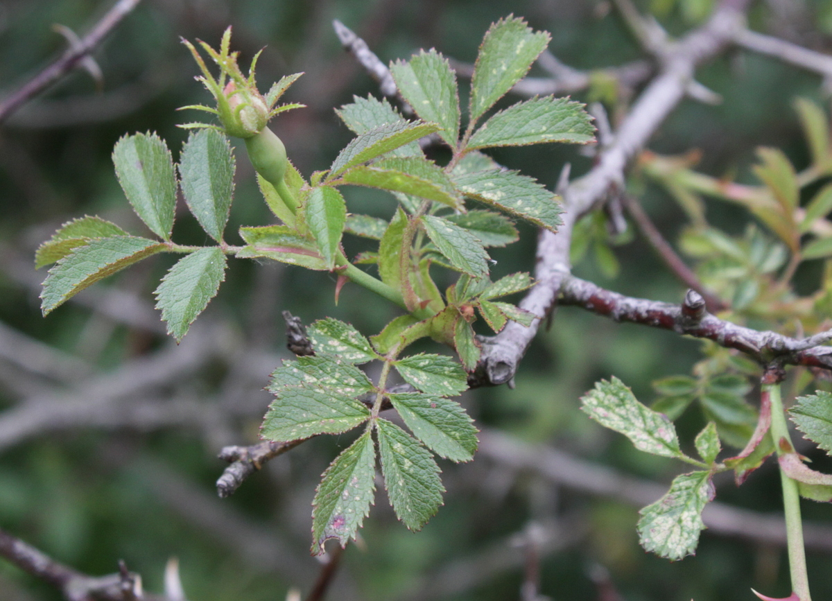 Rosa agrestis (door Peter Meininger)