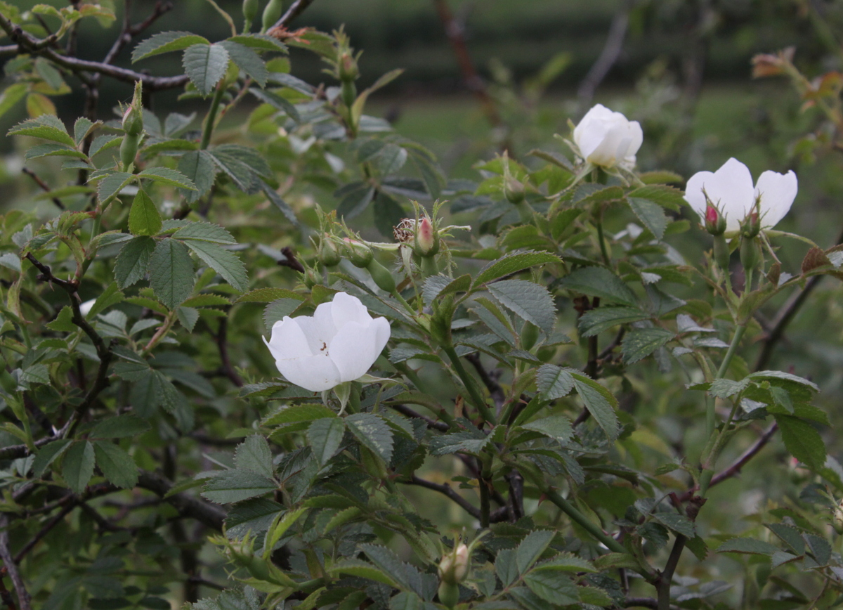 Rosa agrestis (door Peter Meininger)