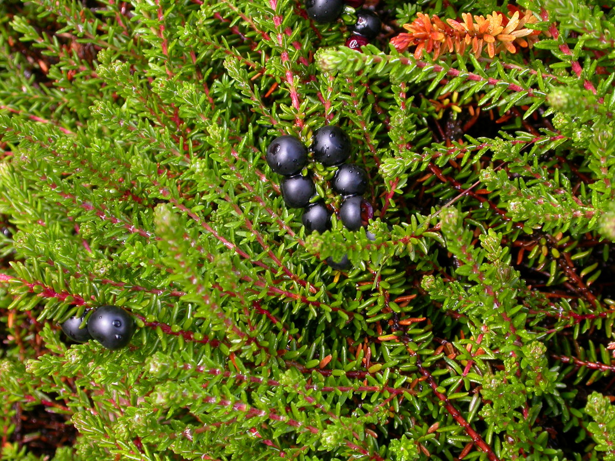 Empetrum nigrum (door Peter Meininger)