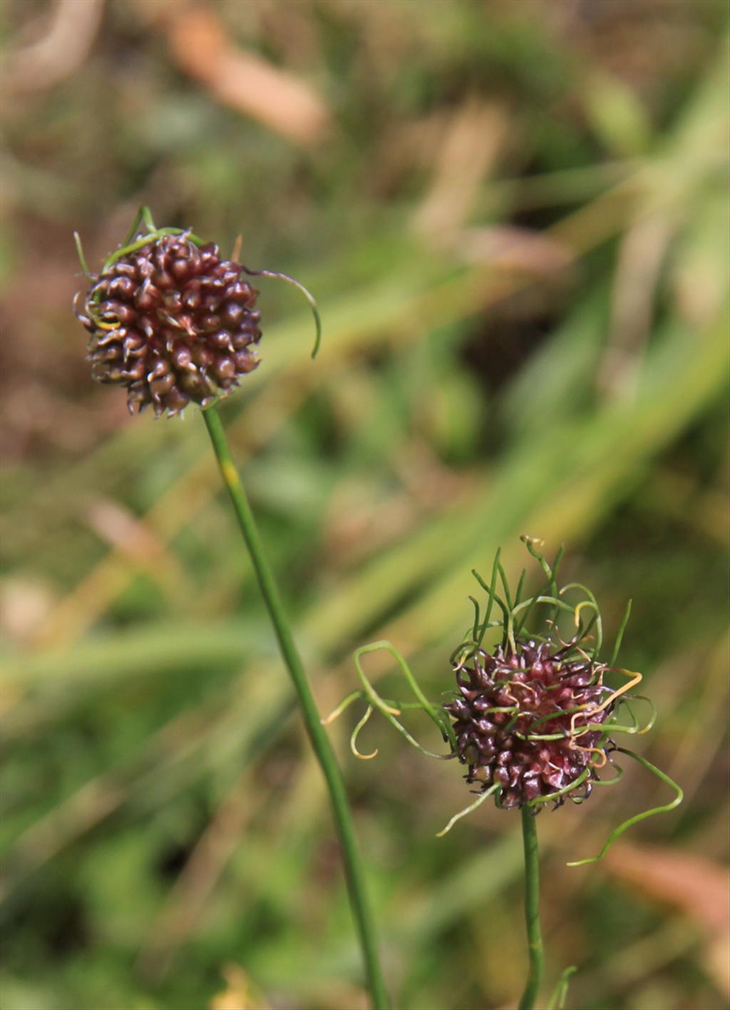 Allium vineale (door Peter Meininger)