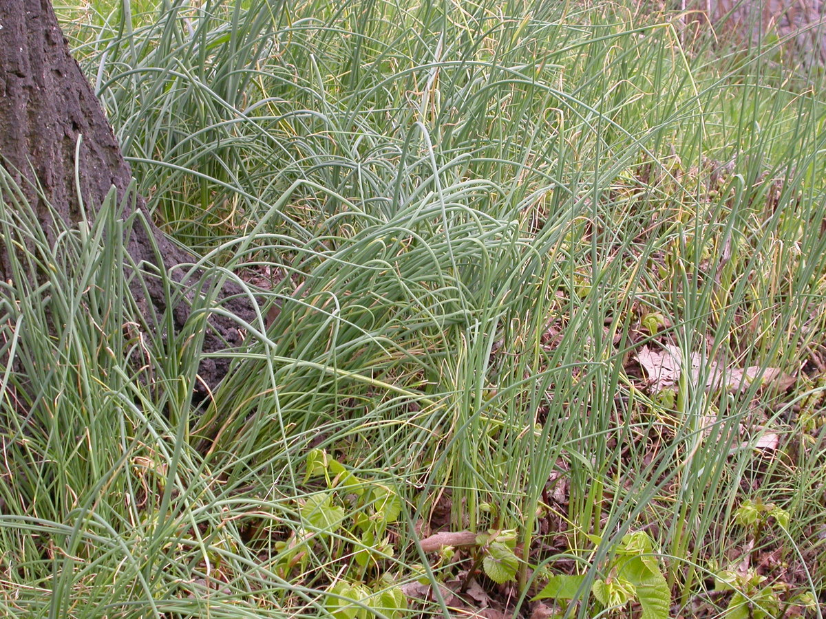 Allium vineale (door Peter Meininger)