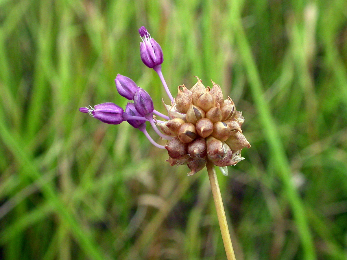 Allium vineale (door Peter Meininger)