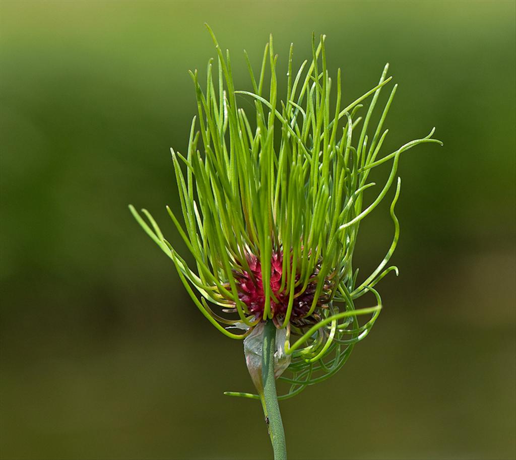 Allium vineale (door Wijnand van Buuren)