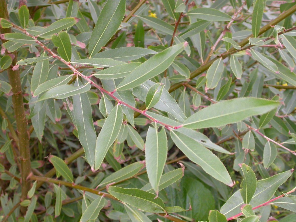 Salix euxina/x fragilis (door Peter Meininger)