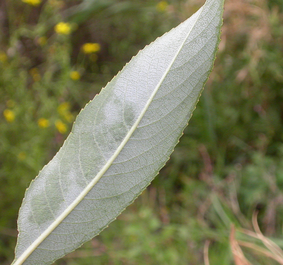 Salix euxina/x fragilis (door Peter Meininger)