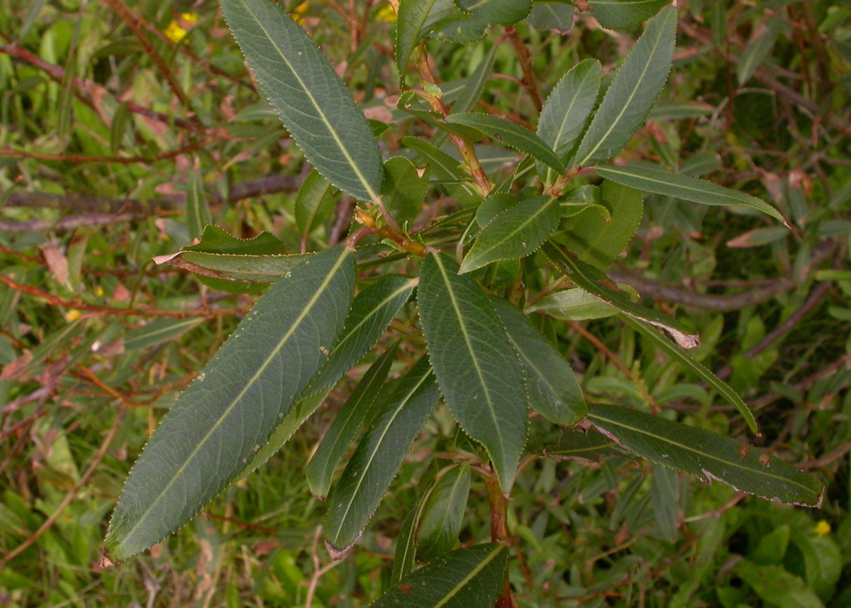 Salix euxina/x fragilis (door Peter Meininger)