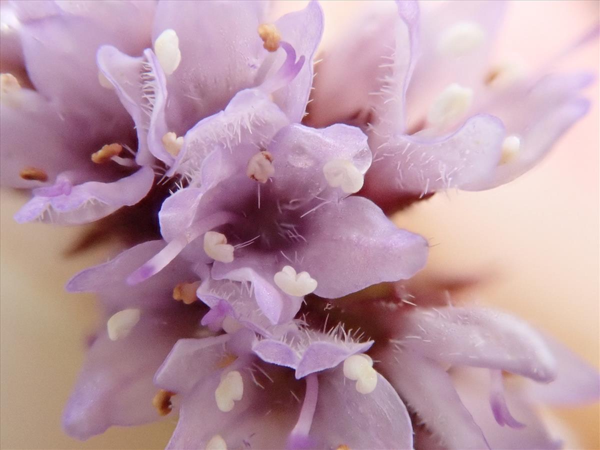 Mentha x verticillata (door Carleen de Graaf)