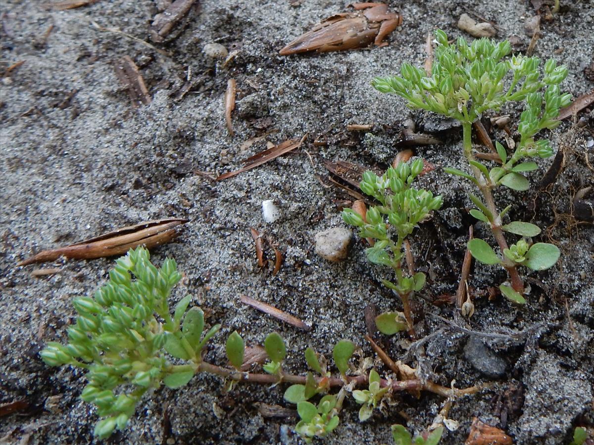 Polycarpon tetraphyllum (door Peter Meininger)