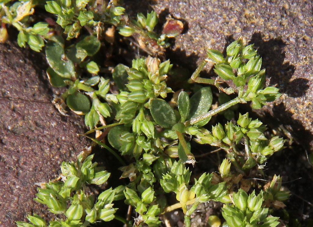 Polycarpon tetraphyllum (door Peter Meininger)