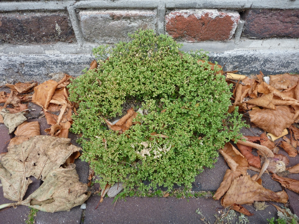 Polycarpon tetraphyllum (door Cor Nonhof)