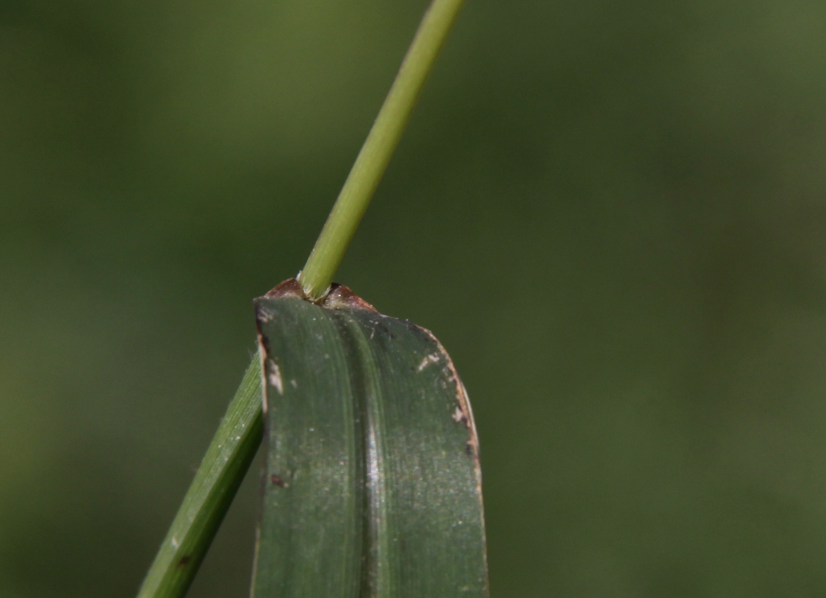 Setaria verticillata (door Peter Meininger)