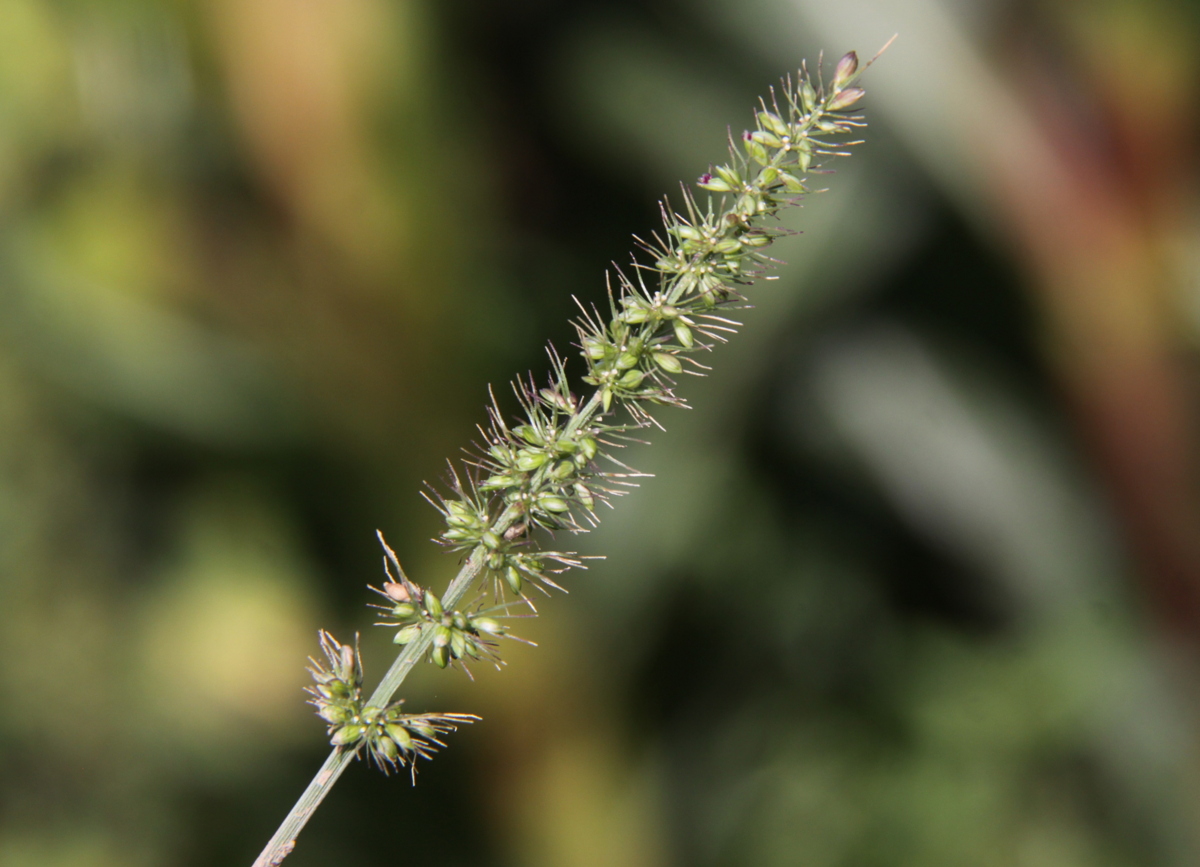 Setaria verticillata (door Peter Meininger)