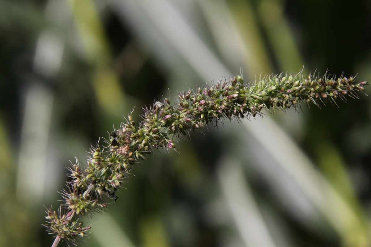 Setaria verticillata (door Peter Meininger)