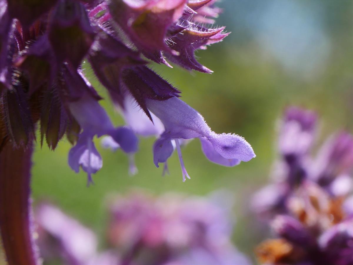 Salvia verticillata (door Fred Severin)