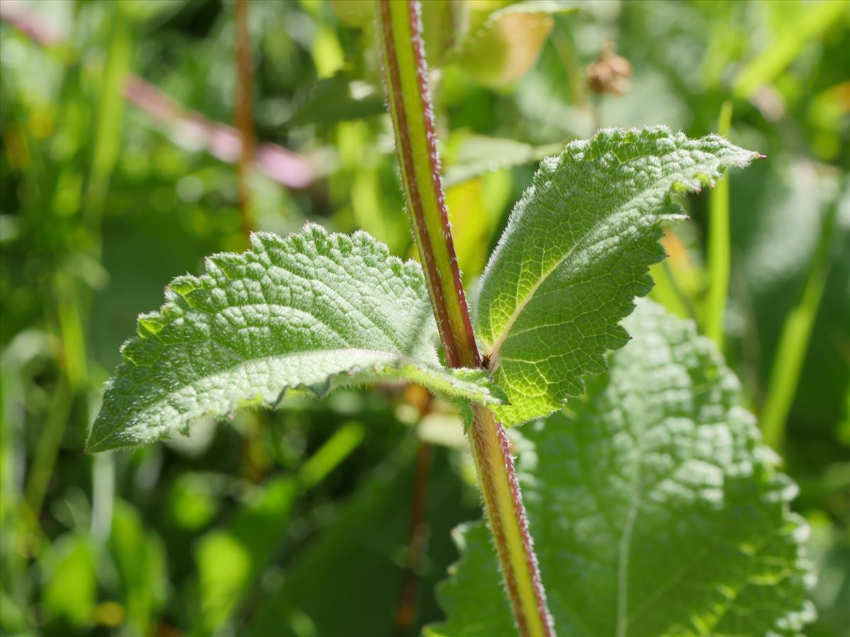 Salvia verticillata (door Fred Severin)