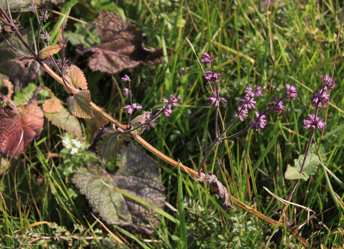 Salvia verticillata (door Peter Meininger)