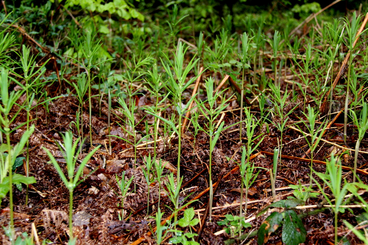 Polygonatum verticillatum (door Peter Meininger)