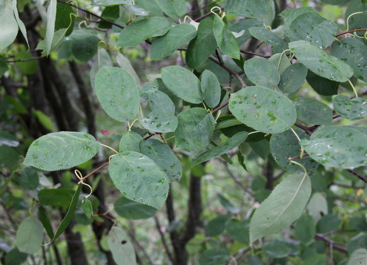 Amelanchier lamarckii (door Peter Meininger)