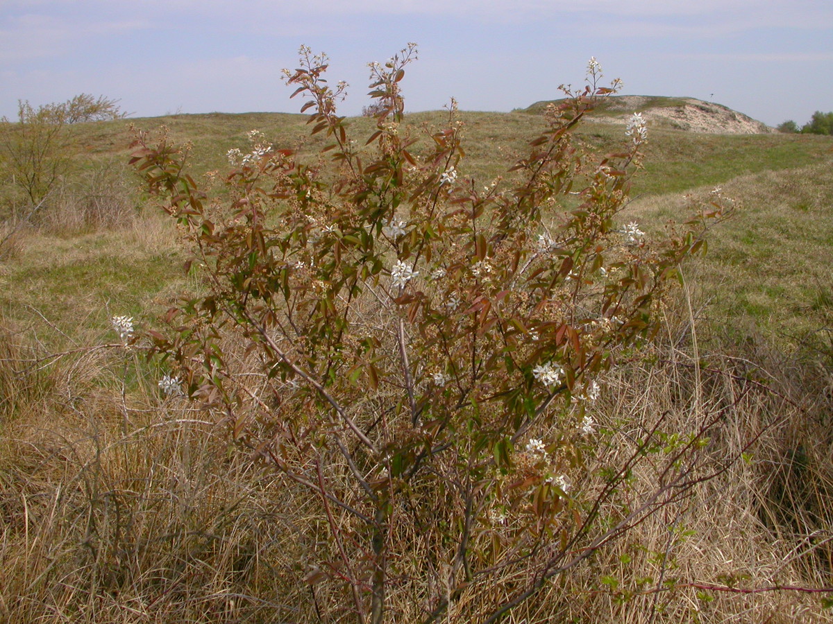 Amelanchier lamarckii (door Peter Meininger)