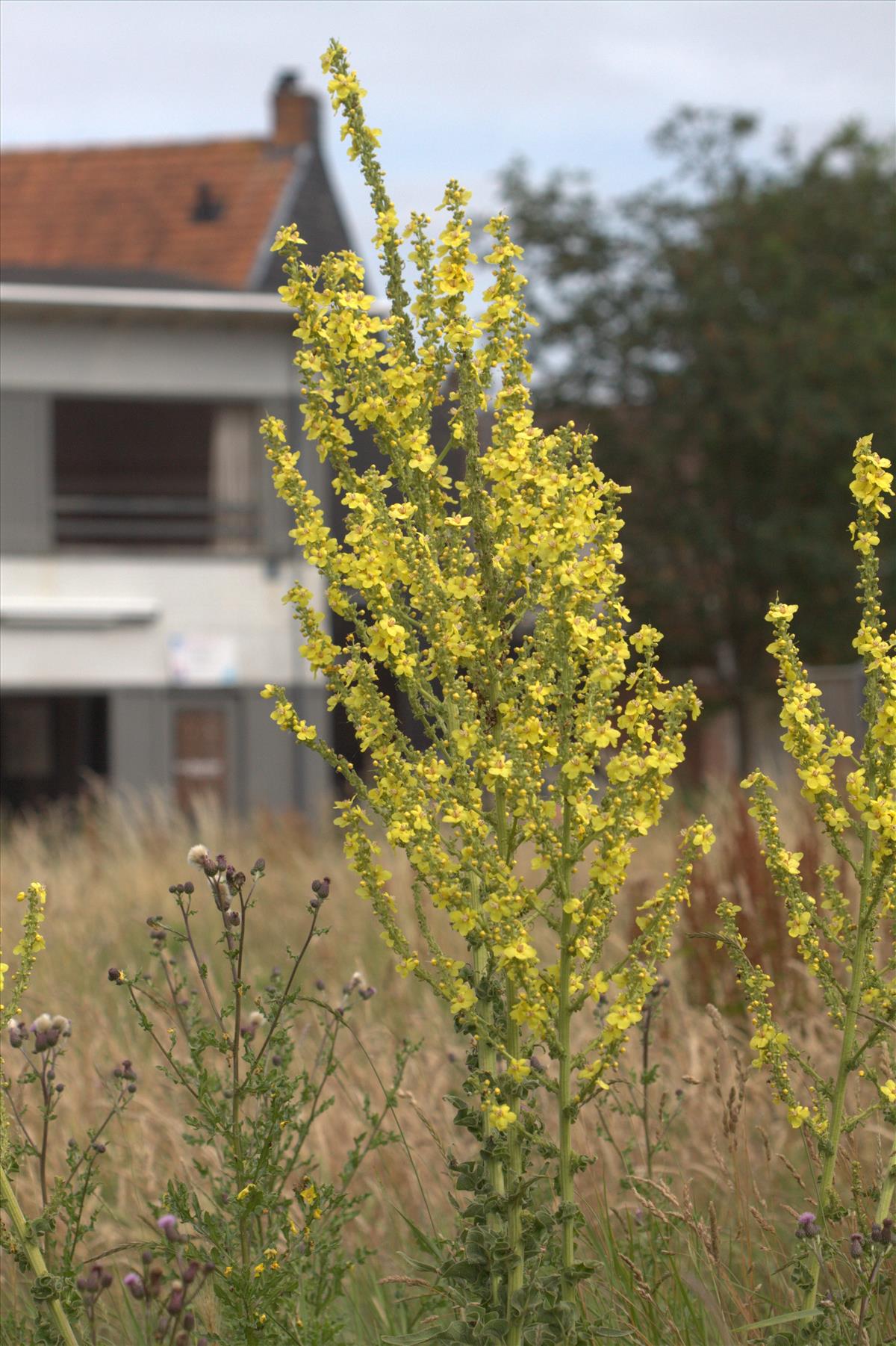 Verbascum speciosum (door Peter Meininger)