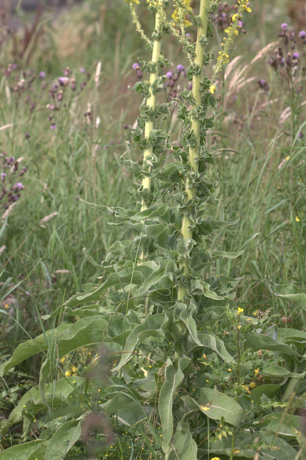 Verbascum speciosum (door Peter Meininger)