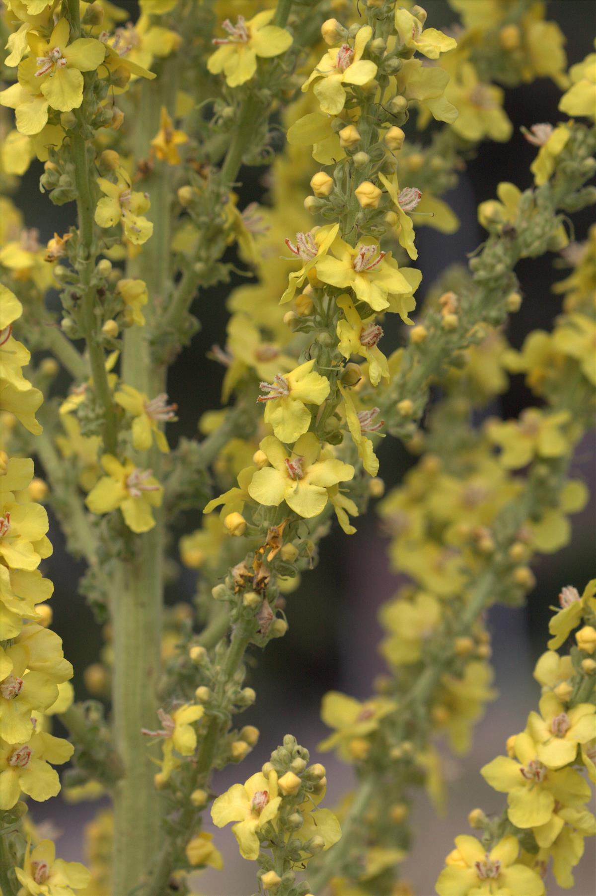 Verbascum speciosum (door Peter Meininger)