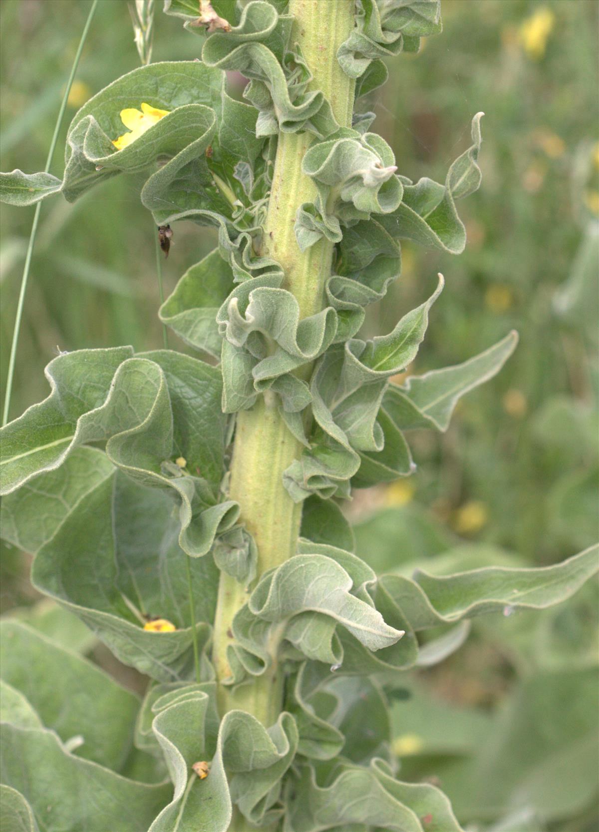 Verbascum speciosum (door Peter Meininger)