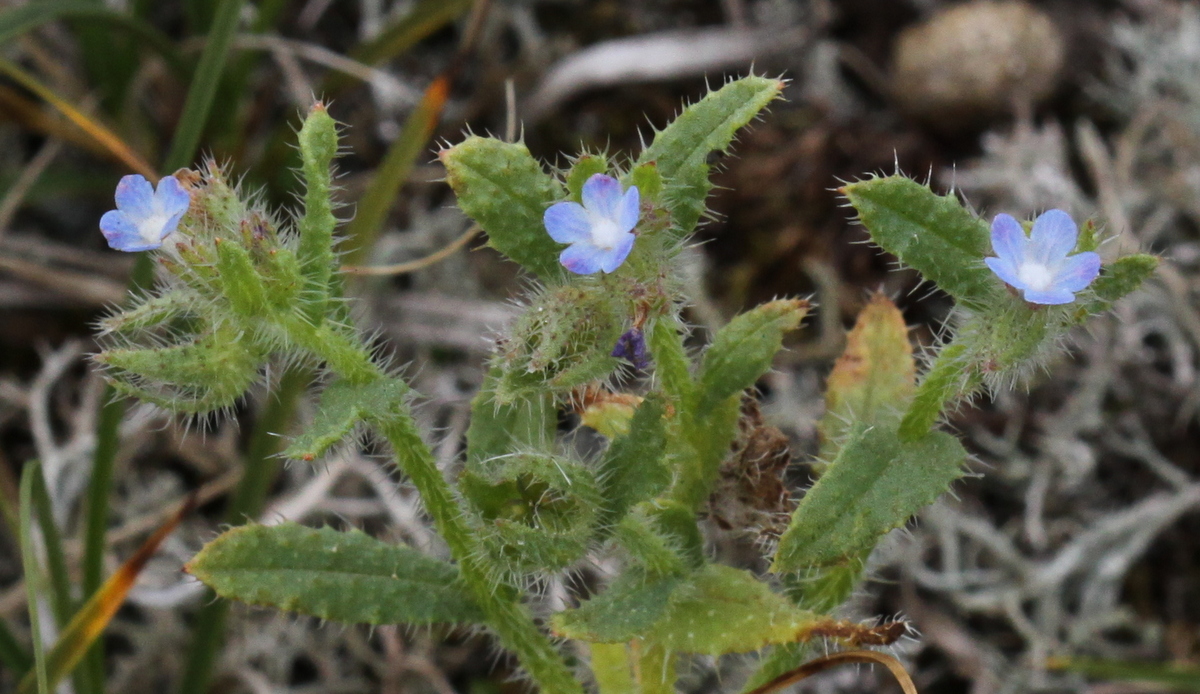 Anchusa arvensis (door Peter Meininger)