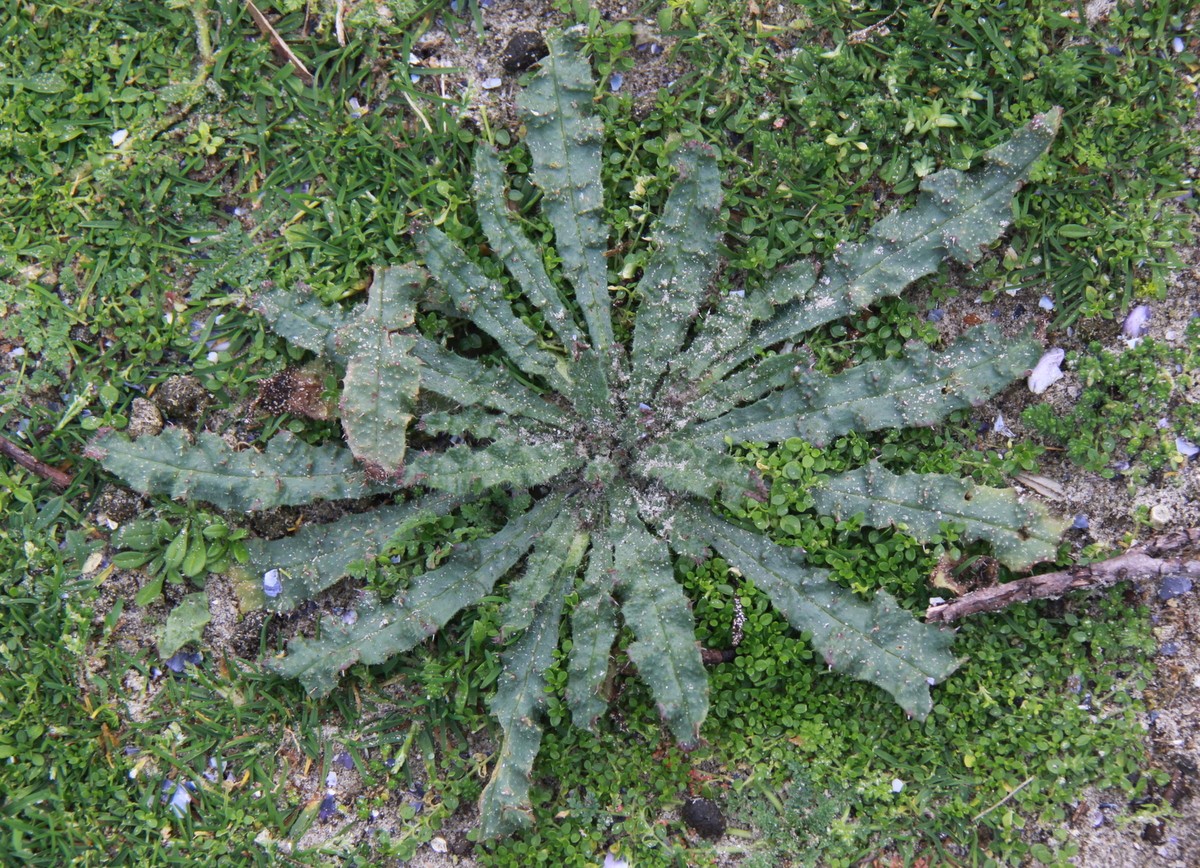 Anchusa arvensis (door Peter Meininger)