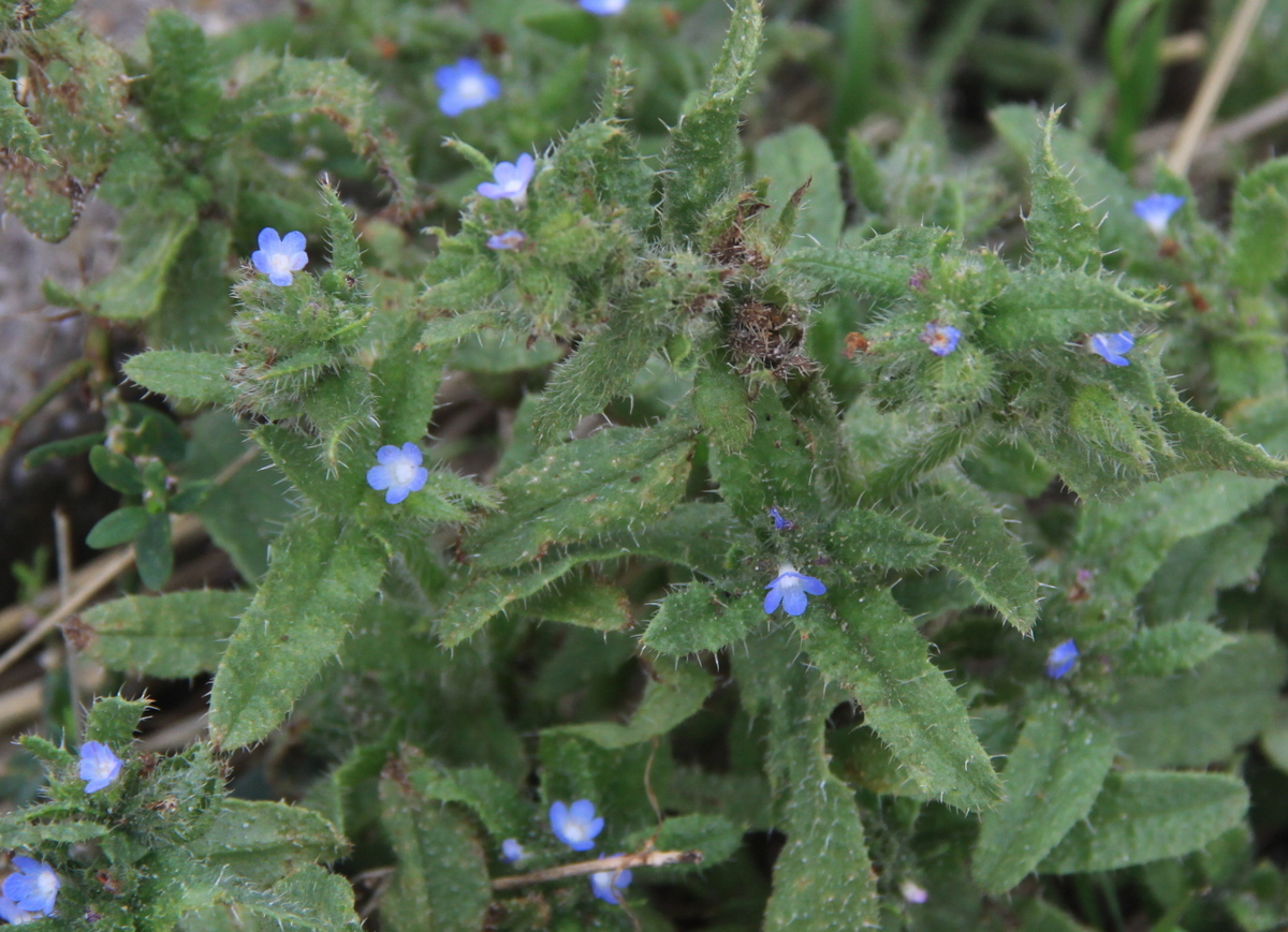 Anchusa arvensis (door Peter Meininger)