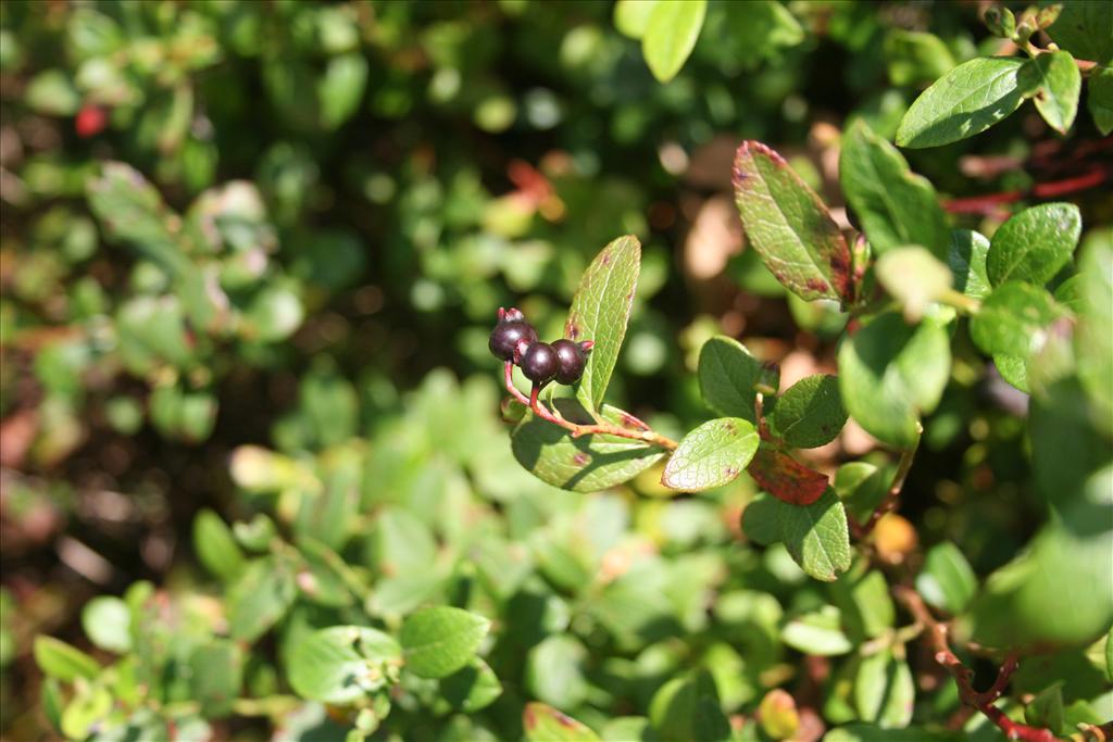 Vaccinium x intermedium (door Egbert de Boer)